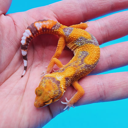 Unsexed Mandarin Inferno Tremper Albino