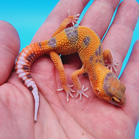 Unsexed Mandarin Inferno Tremper Albino