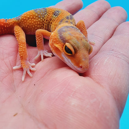 Unsexed Mandarin Inferno Tremper Albino