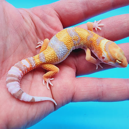 Male Red Diamond Mandarin Inferno Tremper Albino
