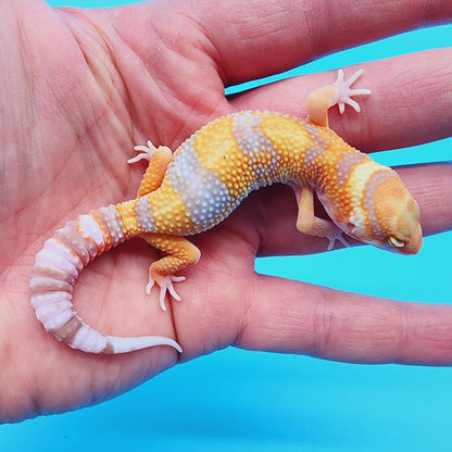 Male Red Diamond Mandarin Inferno Tremper Albino