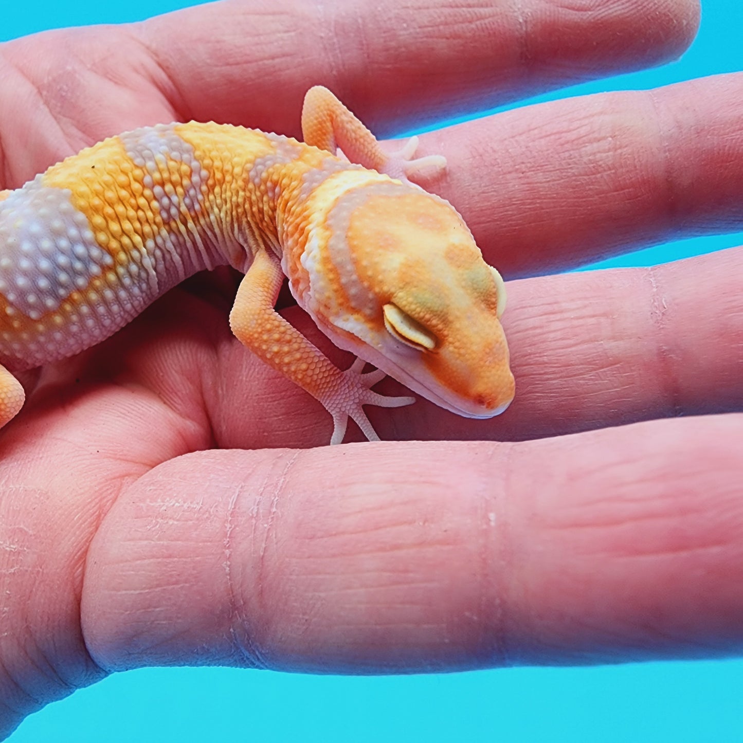 Male Red Diamond Mandarin Inferno Tremper Albino