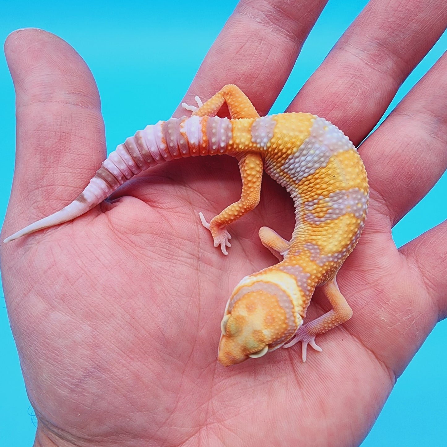 Male Red Diamond Mandarin Inferno Tremper Albino