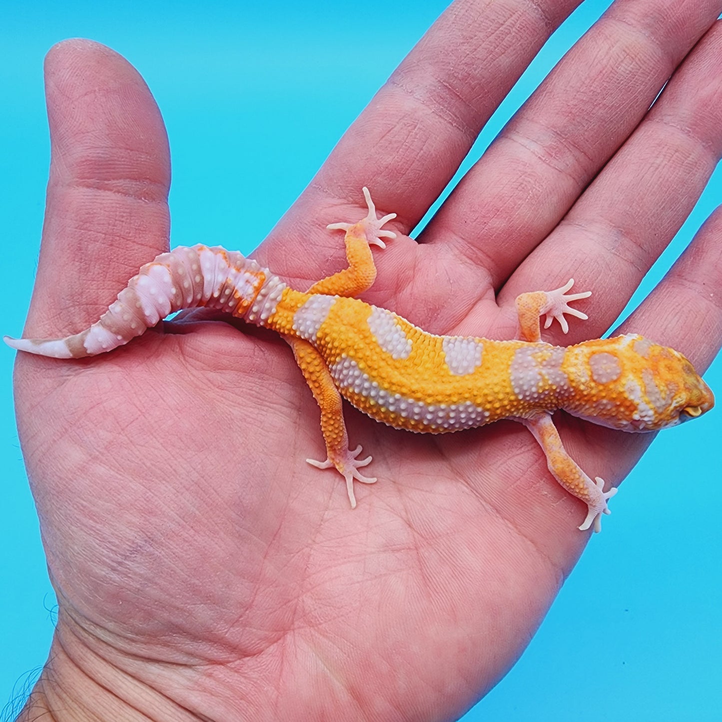 Male Red Diamond Mandarin Inferno Tremper Albino