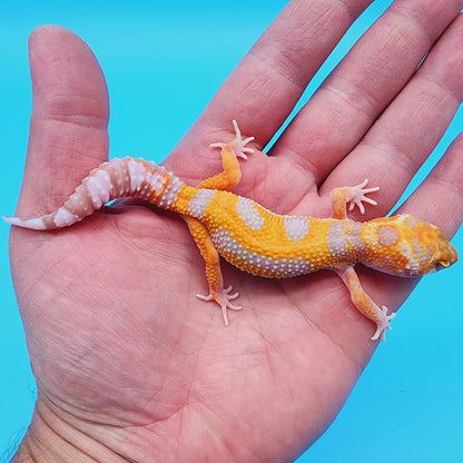 Male Red Diamond Mandarin Inferno Tremper Albino