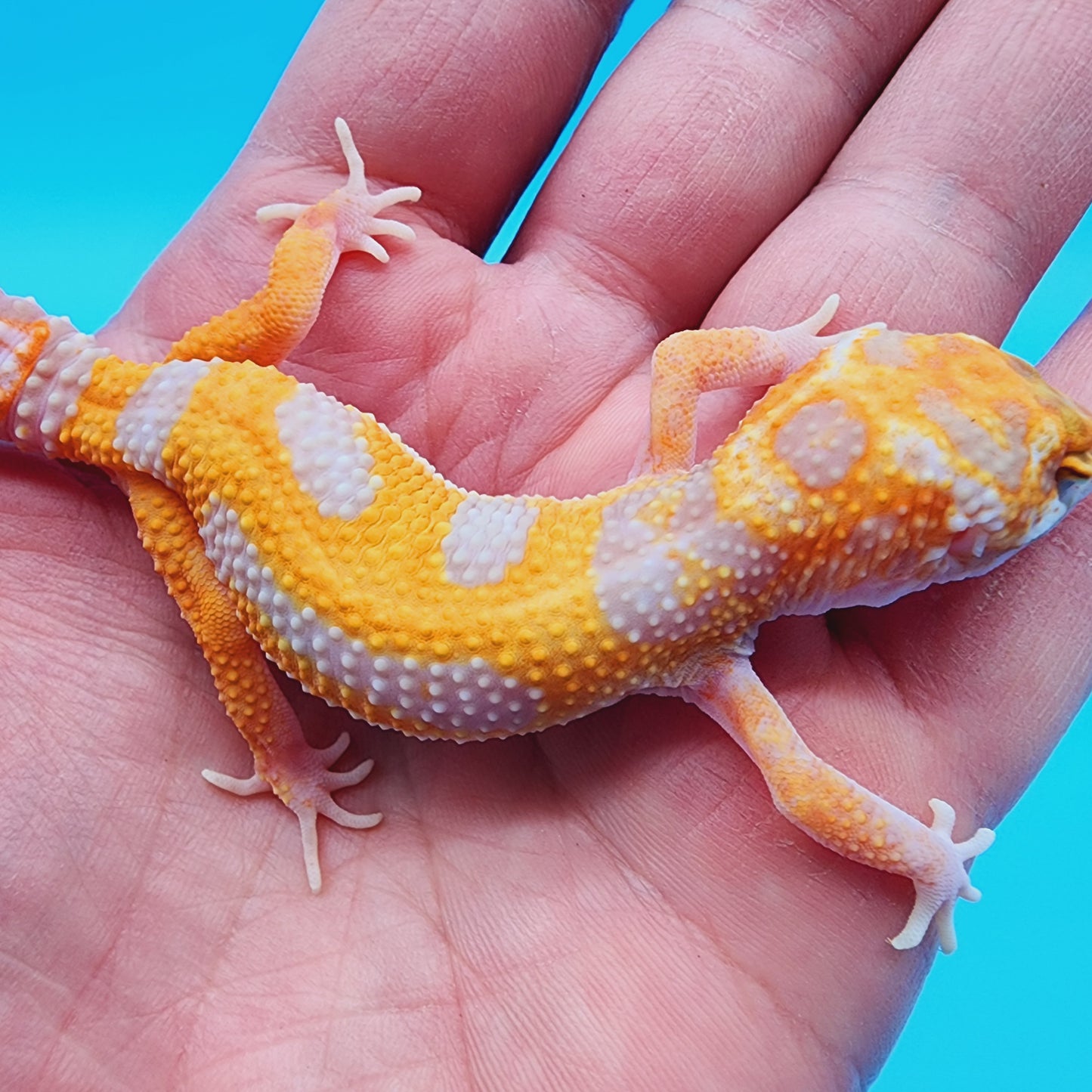 Male Red Diamond Mandarin Inferno Tremper Albino