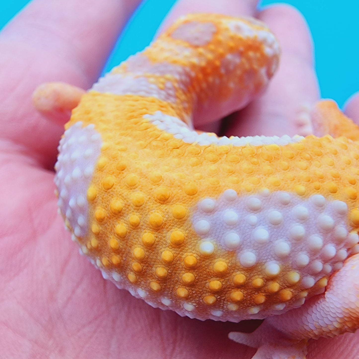 Male Red Diamond Mandarin Inferno Tremper Albino