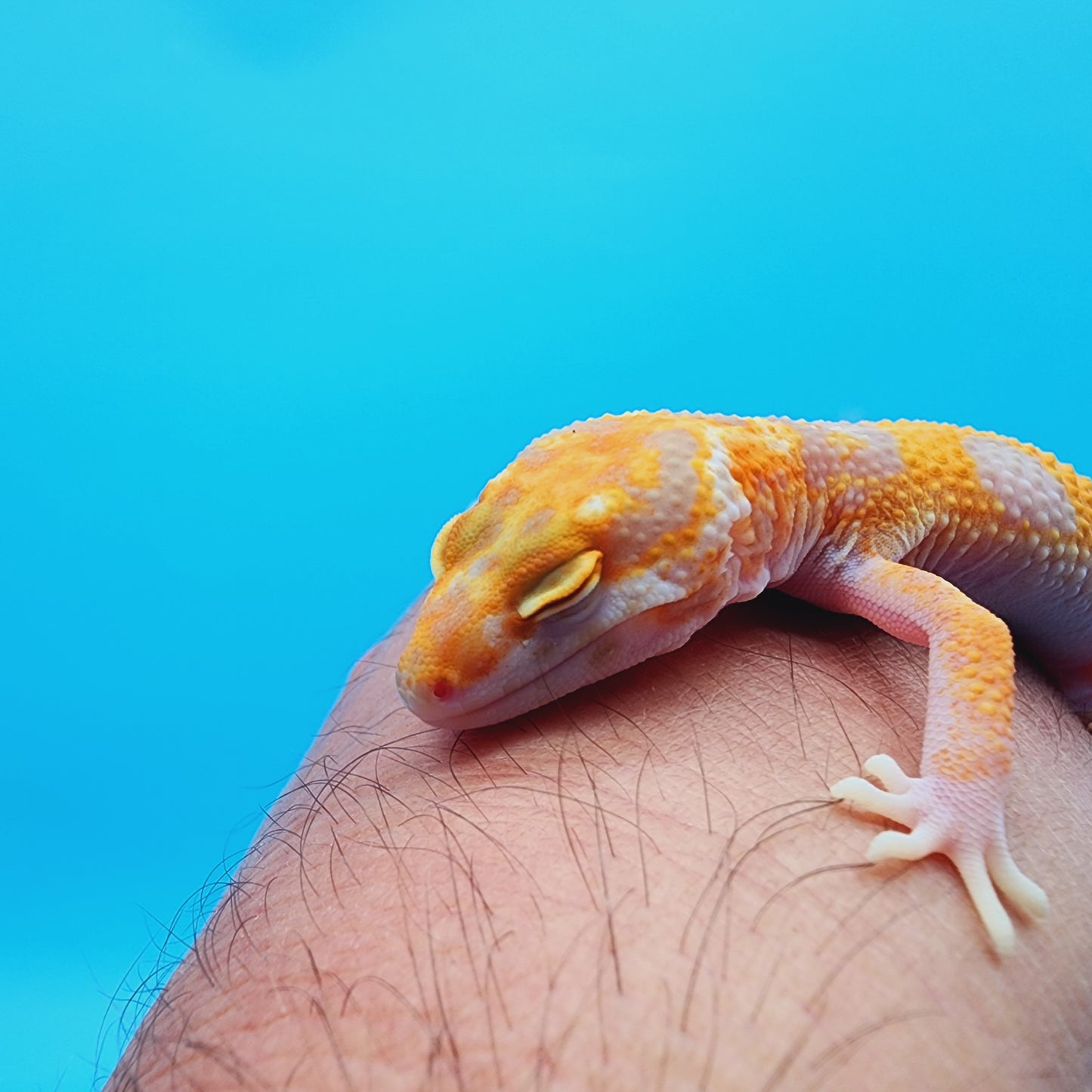 Male Red Diamond Mandarin Inferno Tremper Albino