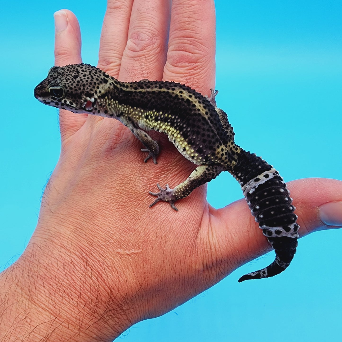 Female Black Night (A-Tier)