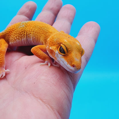 Unsexed Mandarin Inferno Tremper Albino