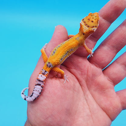 Unsexed Mandarin Inferno Bold Emerine (pet hunch-back/kink tail-tip)