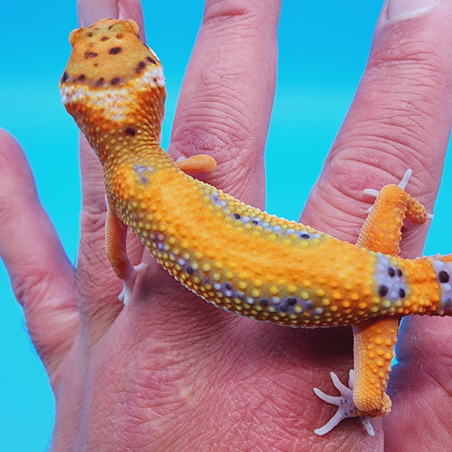 Unsexed Mandarin Inferno Bold Emerine (pet hunch-back/kink tail-tip)