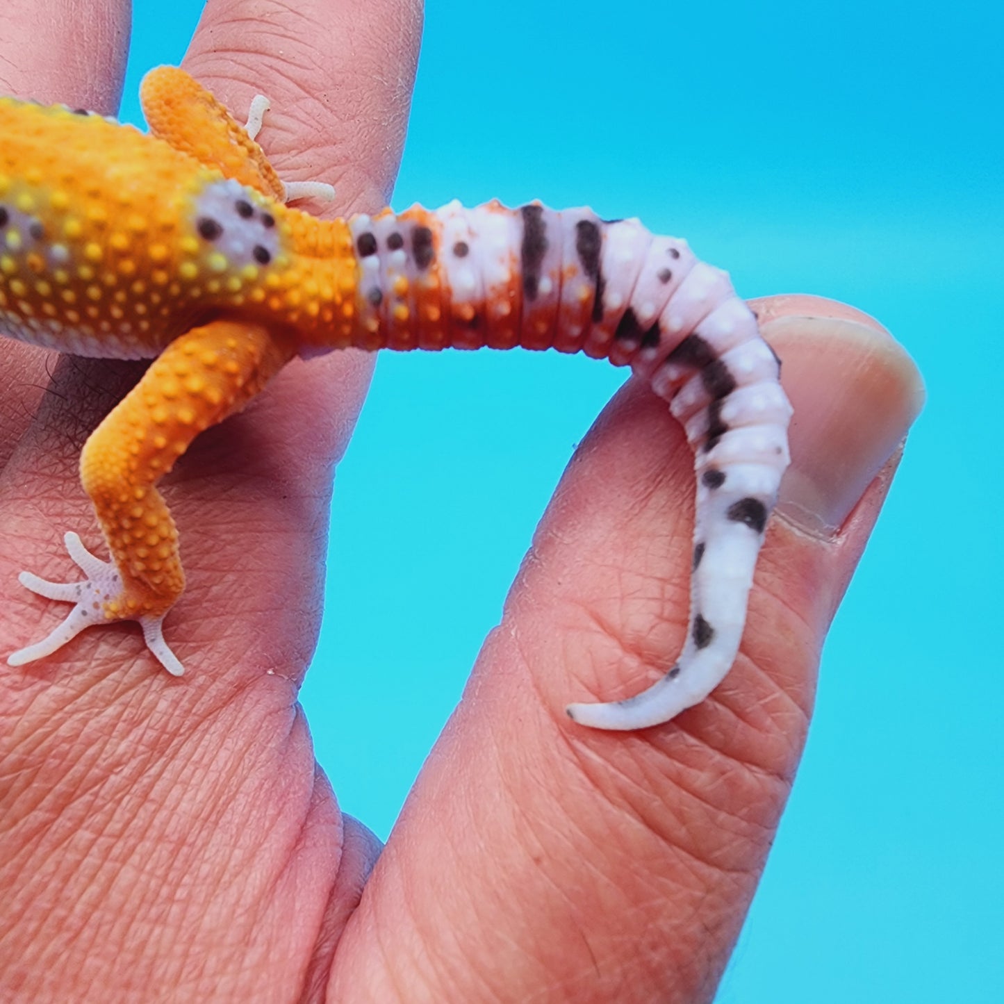 Unsexed Mandarin Inferno Bold Emerine (pet hunch-back/kink tail-tip)