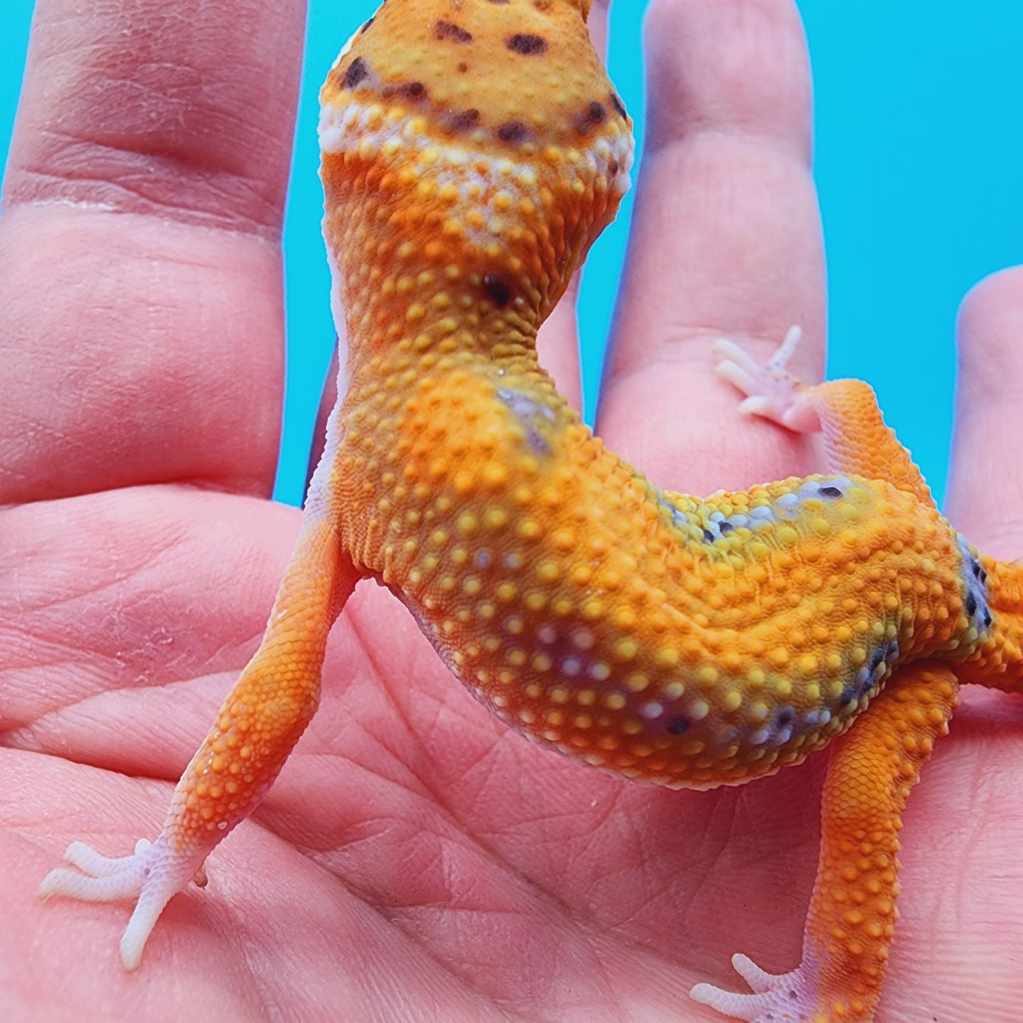 Unsexed Mandarin Inferno Bold Emerine (pet hunch-back/kink tail-tip)