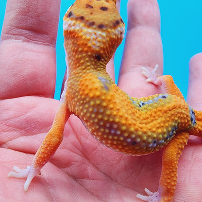 Unsexed Mandarin Inferno Bold Emerine (pet hunch-back/kink tail-tip)