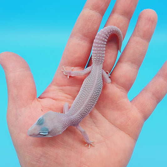 Male Afghanicus Midnight Blizzard Pos Mack Snow 100% het Diablo Blanco