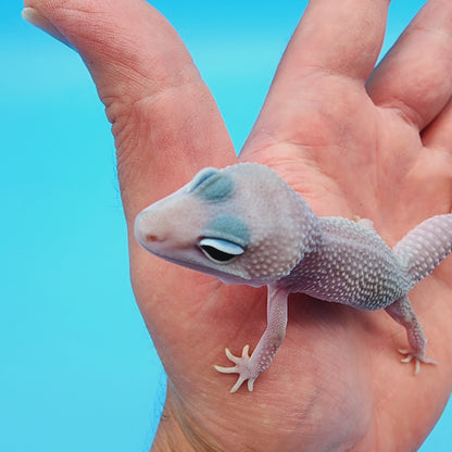 Male Afghanicus Midnight Blizzard Pos Mack Snow 100% het Diablo Blanco