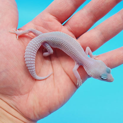 Male Afghanicus Midnight Blizzard Pos Mack Snow 100% het Diablo Blanco