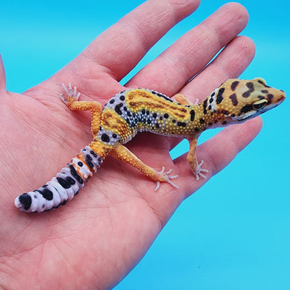 Unsexed Inferno Bold Emerine (rounded tail-tip)