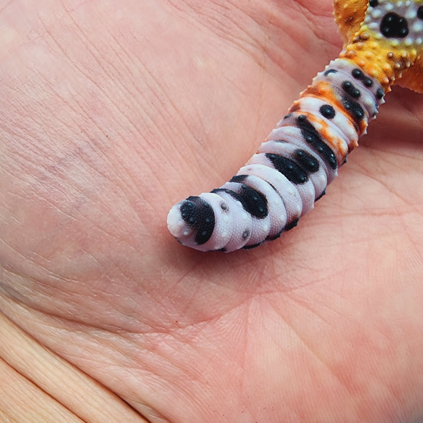 Unsexed Inferno Bold Emerine (rounded tail-tip)