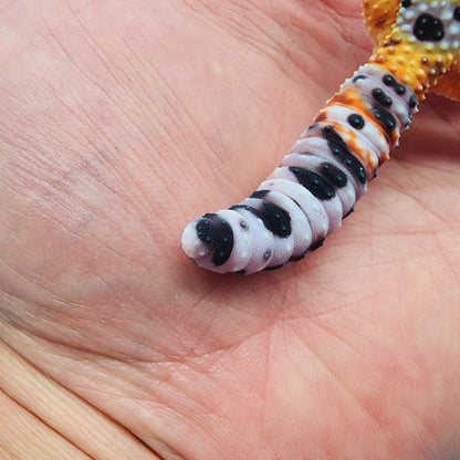 Unsexed Inferno Bold Emerine (rounded tail-tip)