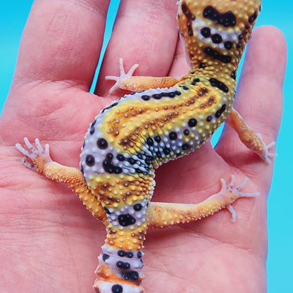 Unsexed Inferno Bold Emerine (rounded tail-tip)