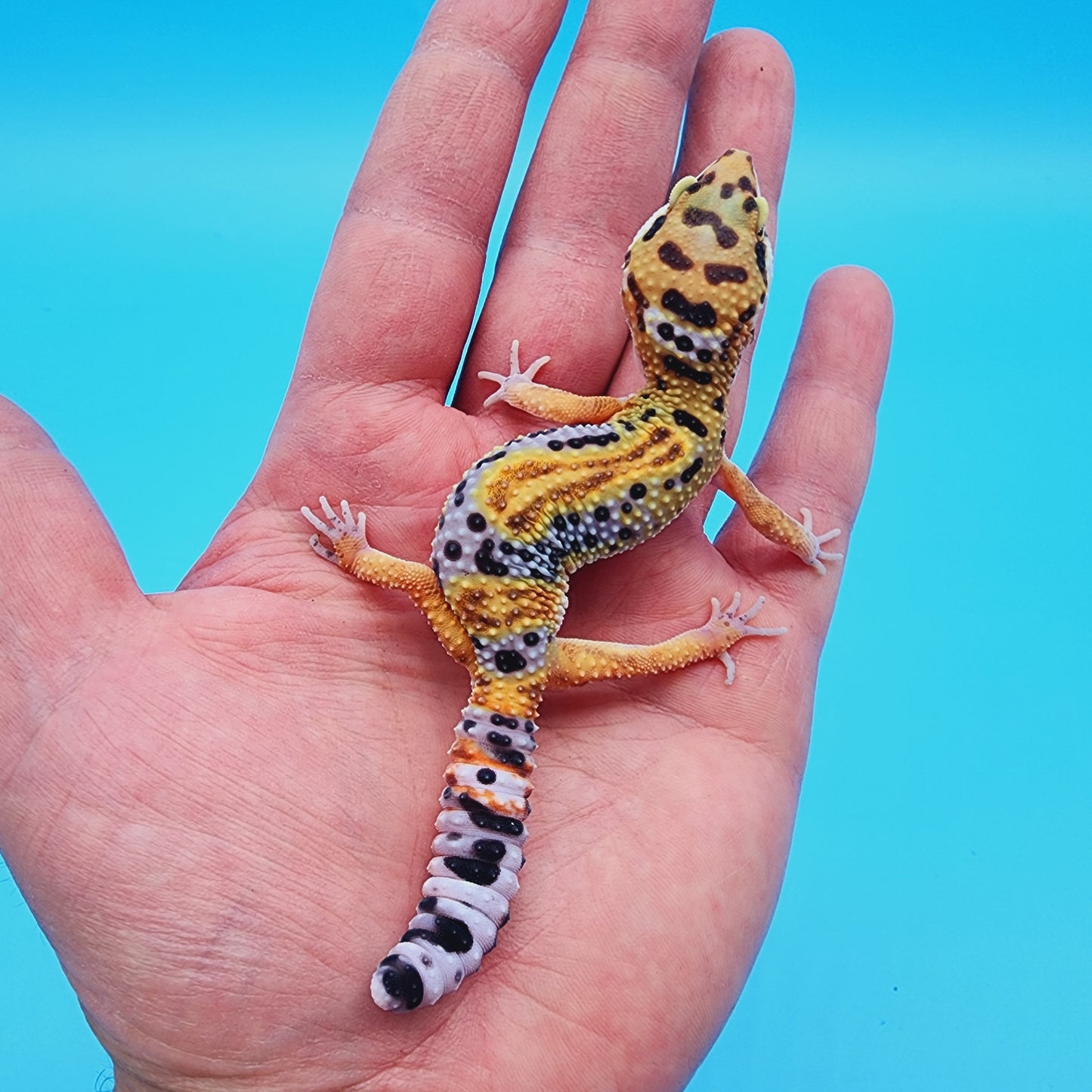 Unsexed Inferno Bold Emerine (rounded tail-tip)