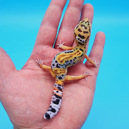 Unsexed Inferno Bold Emerine (rounded tail-tip)