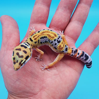 Unsexed Inferno Bold Emerine (rounded tail-tip)