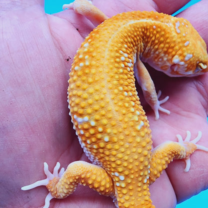 Male Red Diamond Mandarin Inferno Tremper Albino