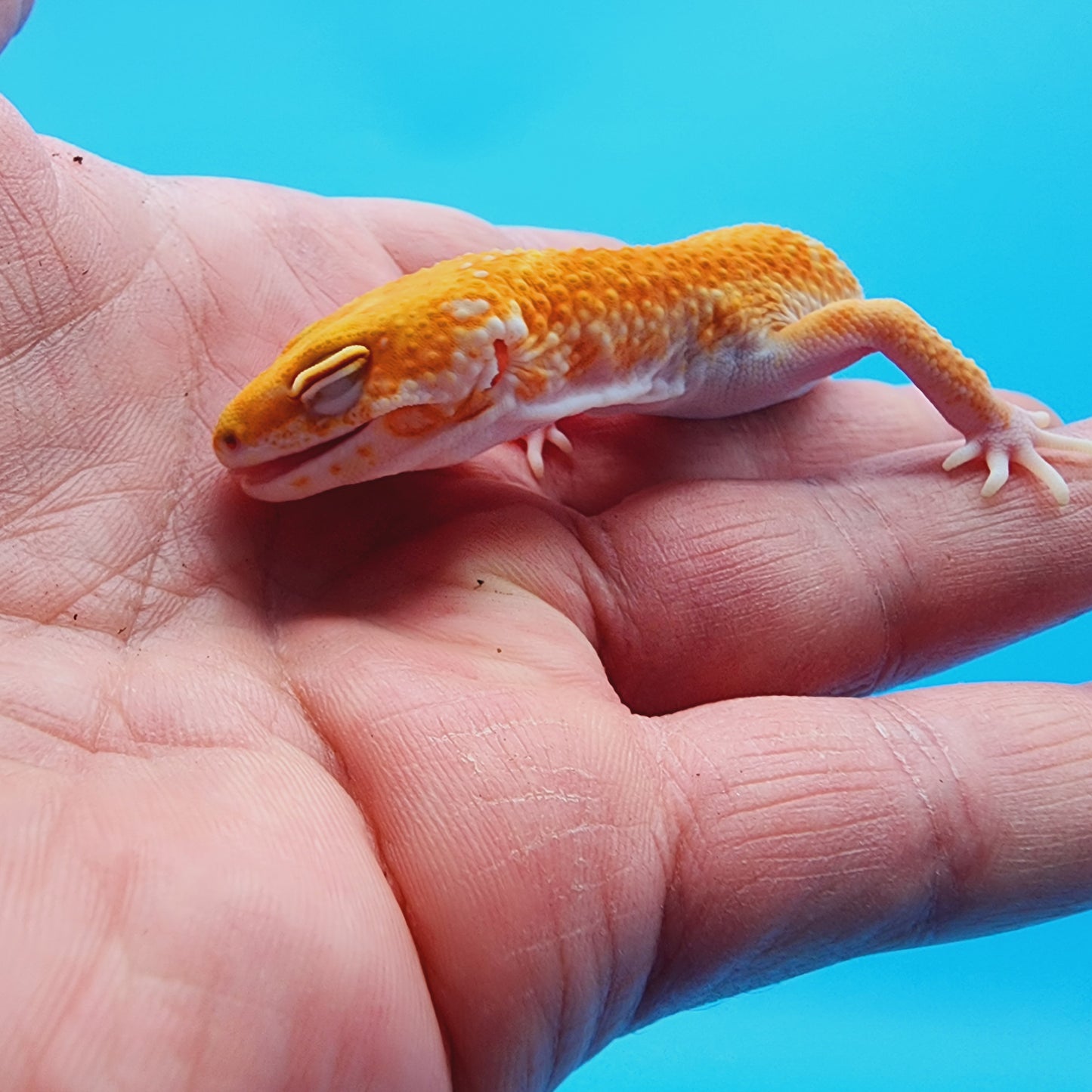 Male Red Diamond Mandarin Inferno Tremper Albino