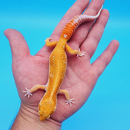 Male Red Diamond Mandarin Inferno Tremper Albino