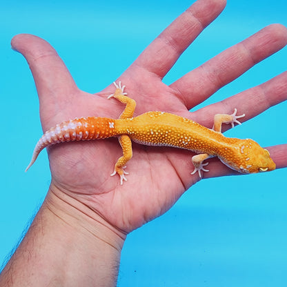 Male Red Diamond Mandarin Inferno Tremper Albino