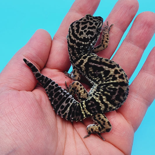 Female 50% Black Night 25% Afghanicus 25% Turcmenicus (jumpy)