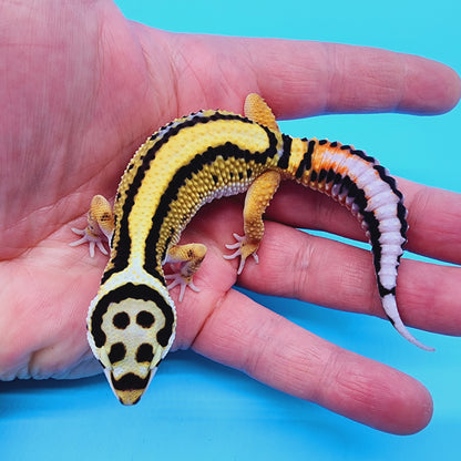 Unsexed Firebold x Thick Bold Stripe Cross 100% het Tremper Albino Halloween Mask Bandit