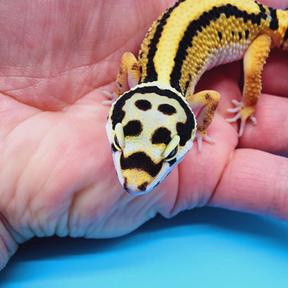 Unsexed Firebold x Thick Bold Stripe Cross 100% het Tremper Albino Halloween Mask Bandit