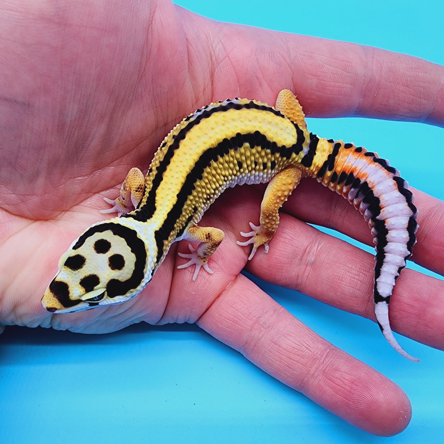 Unsexed Firebold x Thick Bold Stripe Cross 100% het Tremper Albino Halloween Mask Bandit