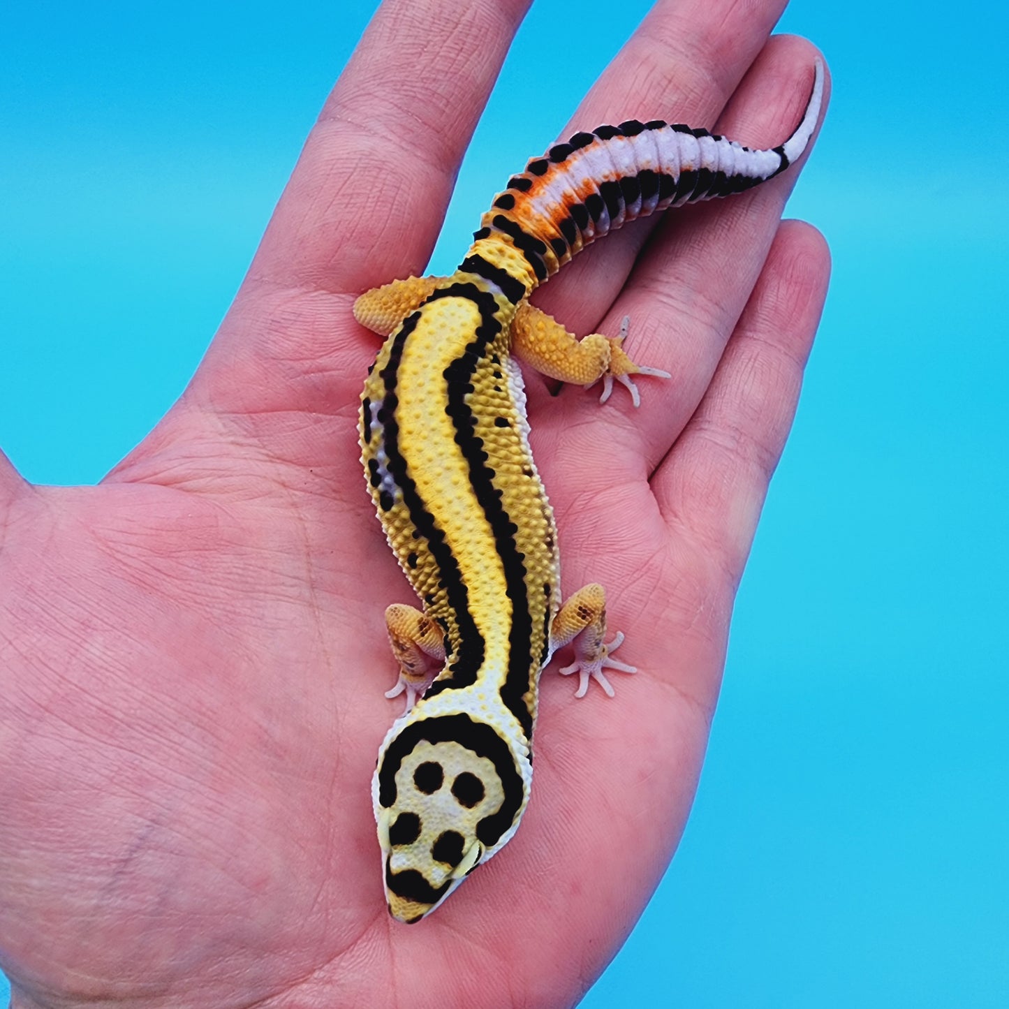 Unsexed Firebold x Thick Bold Stripe Cross 100% het Tremper Albino Halloween Mask Bandit