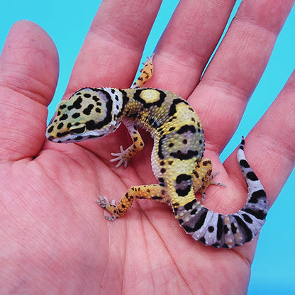 Unsexed Tangerine Tornado Afghanicus Cross possible Mack Snow