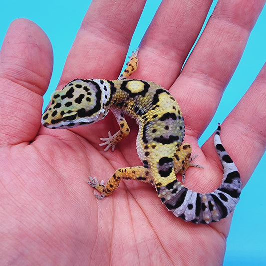 Unsexed Tangerine Tornado Afghanicus Cross possible Mack Snow