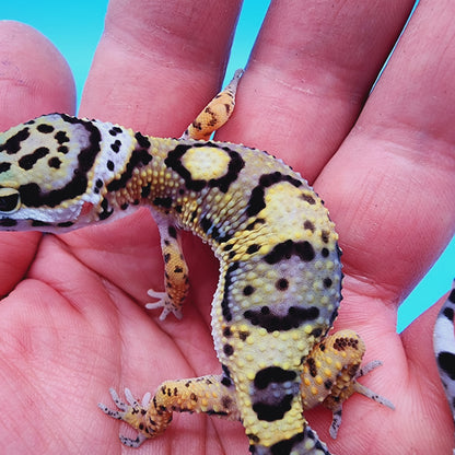 Unsexed Tangerine Tornado Afghanicus Cross possible Mack Snow