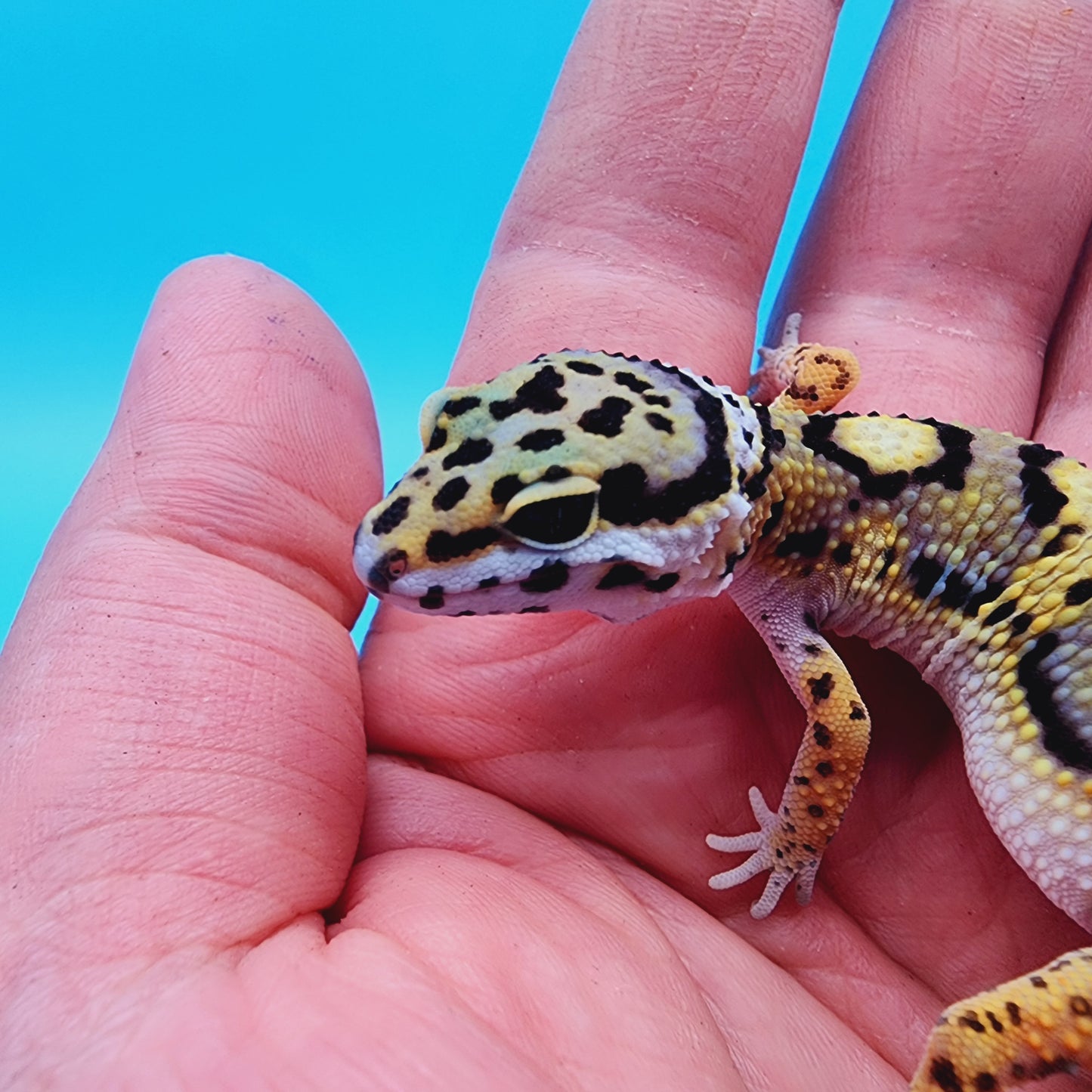 Unsexed Tangerine Tornado Afghanicus Cross possible Mack Snow