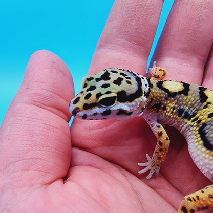 Unsexed Tangerine Tornado Afghanicus Cross possible Mack Snow