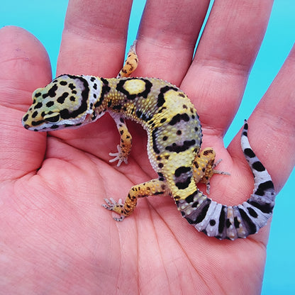 Unsexed Tangerine Tornado Afghanicus Cross possible Mack Snow