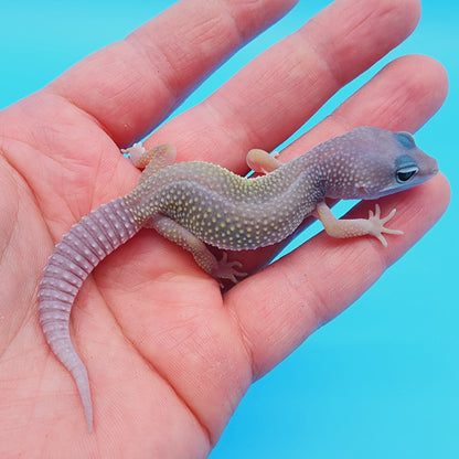 Unsexed Afghanicus Blizzard possible Mack Snow 100% Het Diablo Blanco