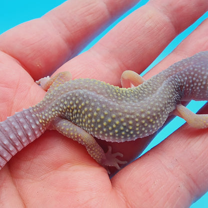 Unsexed Afghanicus Blizzard possible Mack Snow 100% Het Diablo Blanco