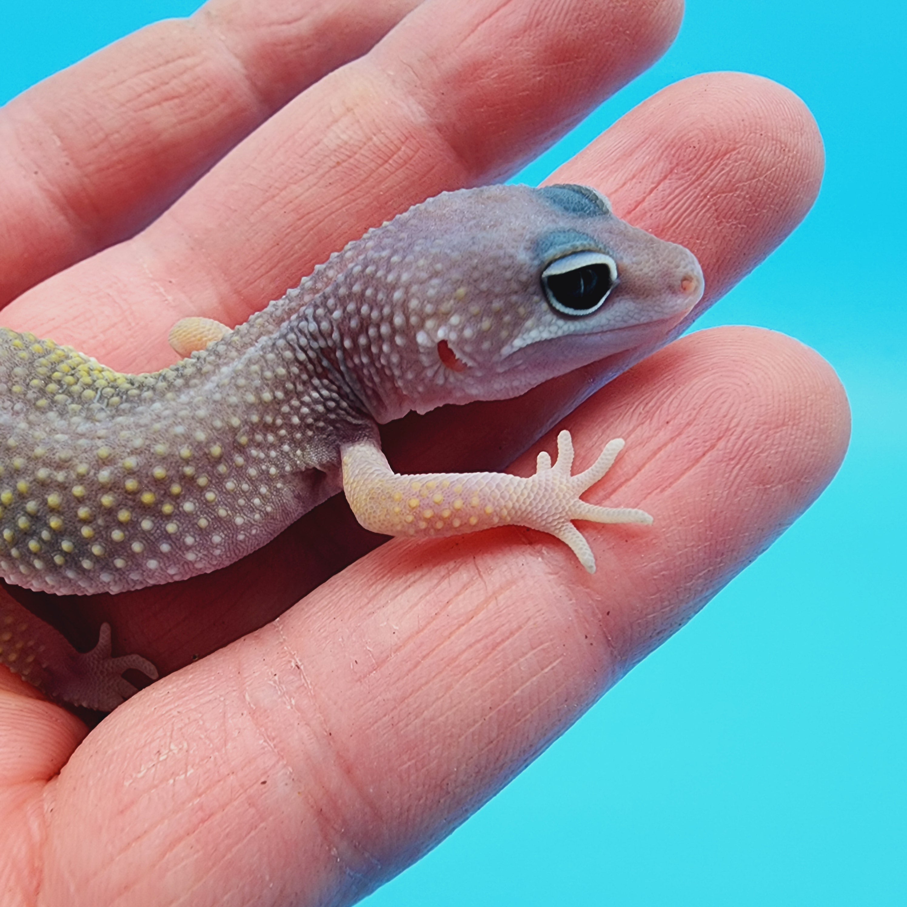 20240709_185120.jpg?v=