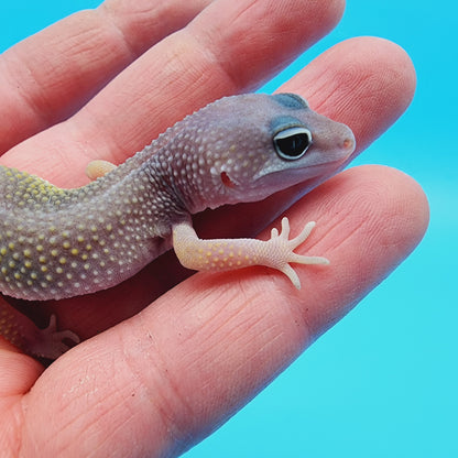 Unsexed Afghanicus Blizzard possible Mack Snow 100% Het Diablo Blanco