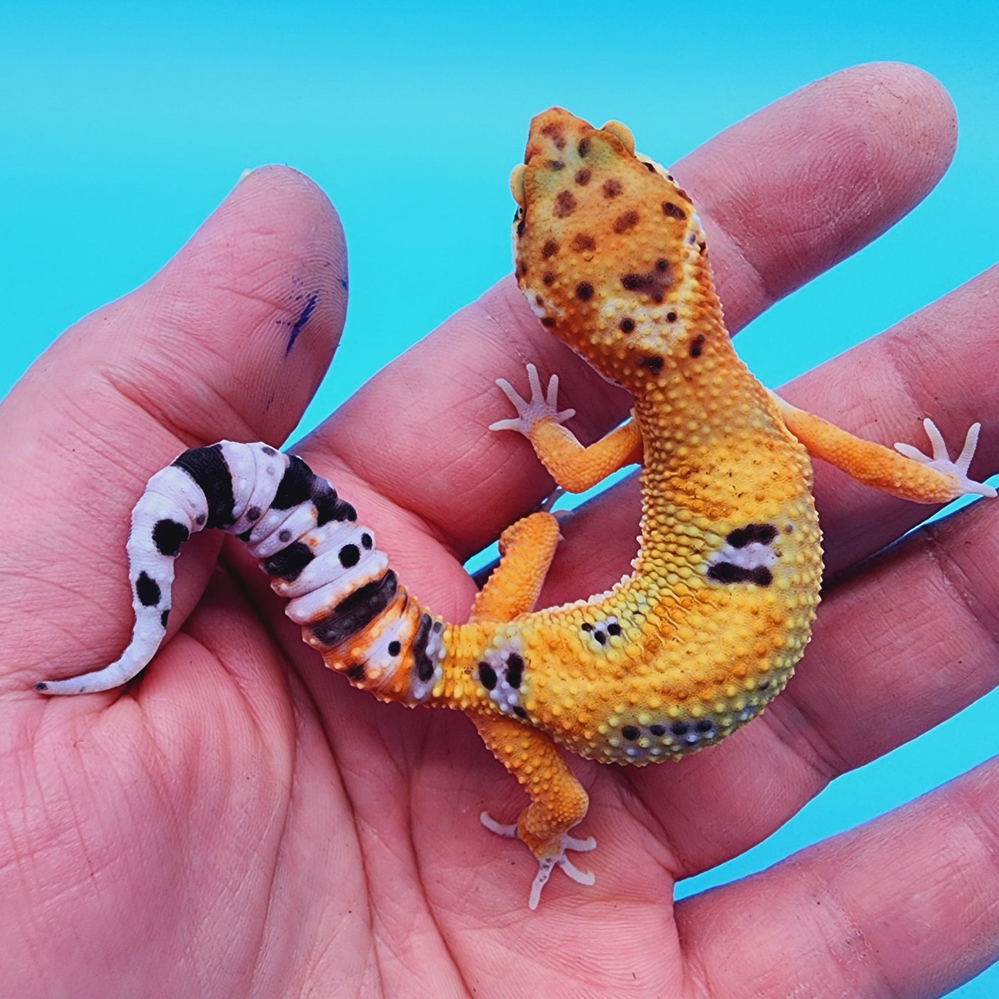 Unsexed Inferno Bold Emerine Jungle (*nicer in person!*)