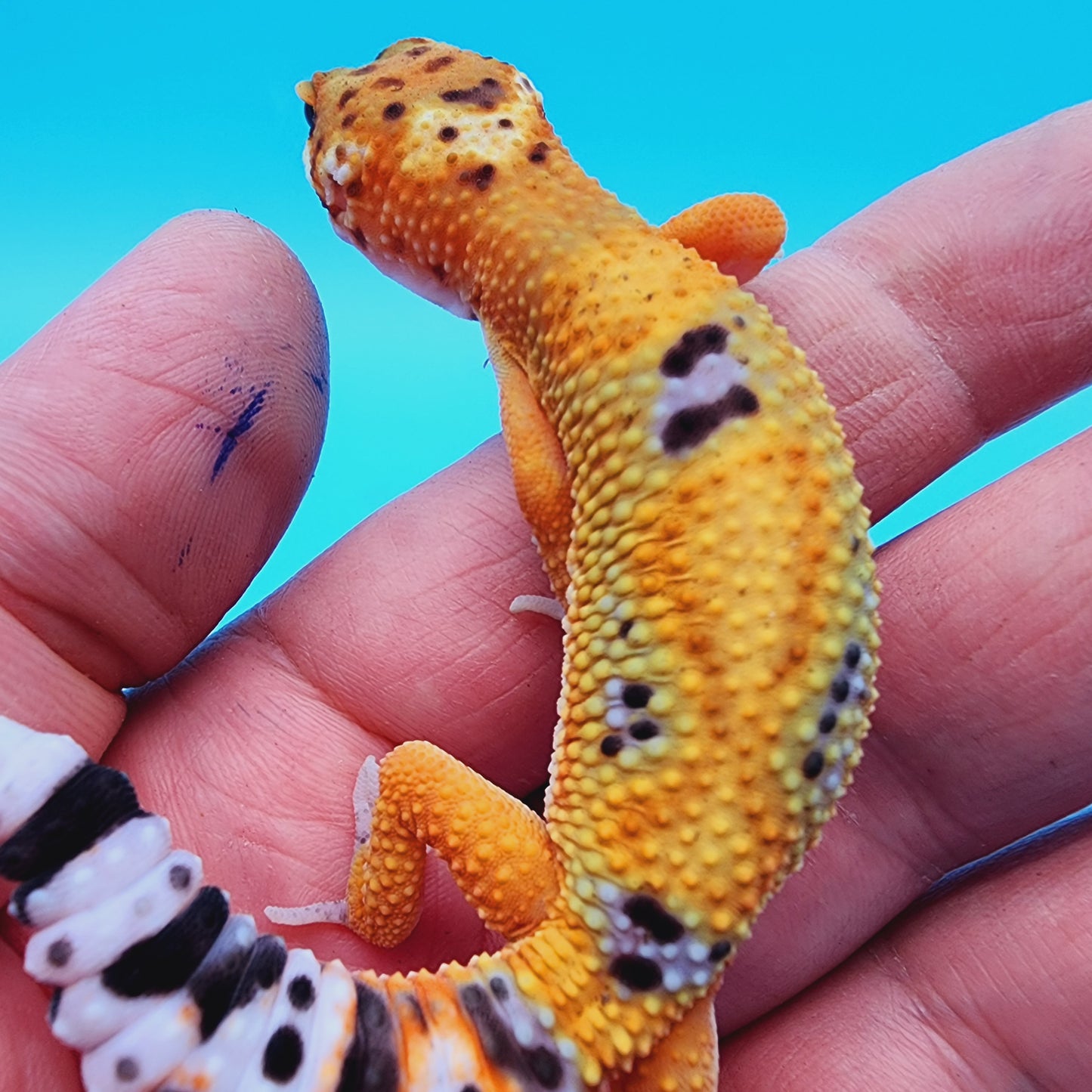 Unsexed Inferno Bold Emerine Jungle (*nicer in person!*)